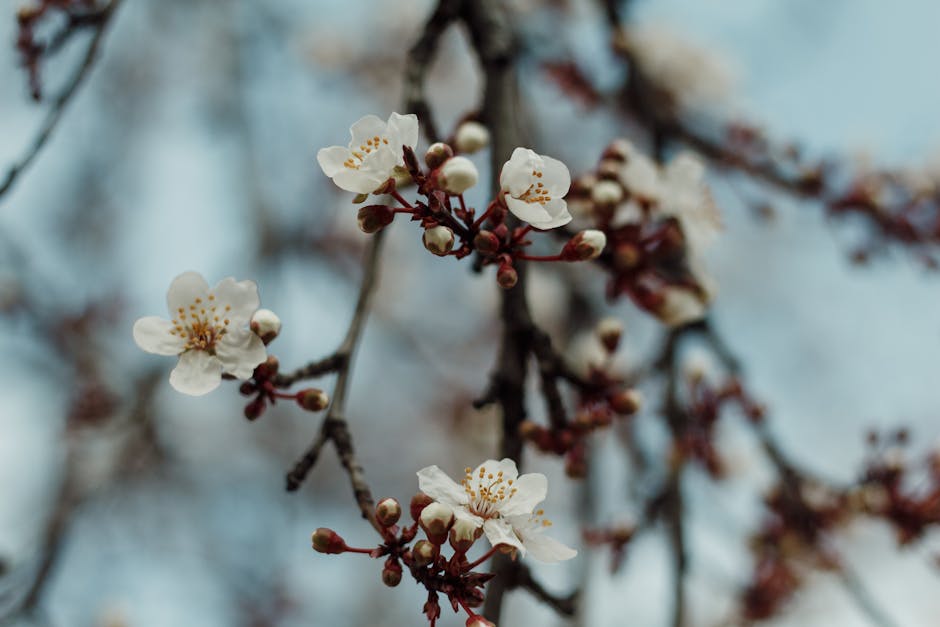 Transform Your Garden with Seasonal Clean-up Services