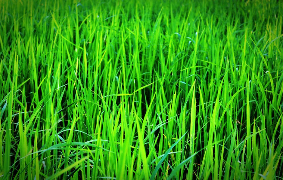 Green Up Your Yard: The Benefits of Lawn Fertilization